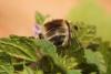 Anthophora plumipes